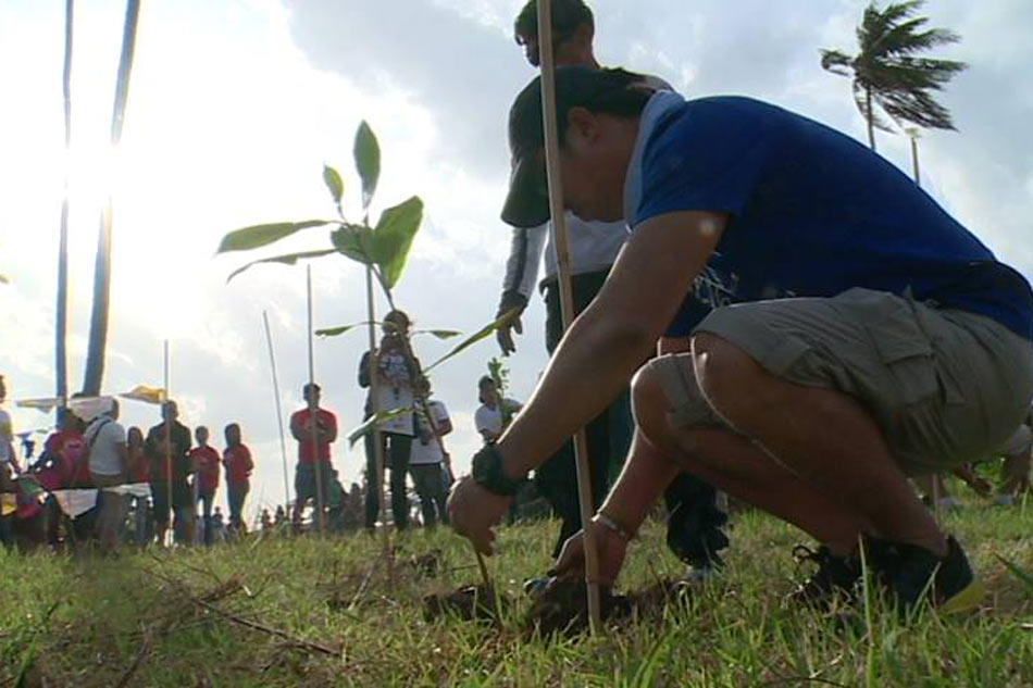 Love grows Tree planting, mass wedding on VDay  ABSCBN News