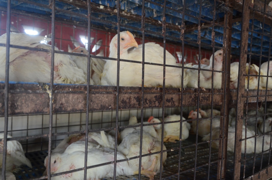 Ilang Nag Aalaga Ng Manok Pugo Sa Nueva Ecija Umalma Sa Pagkatay Sa