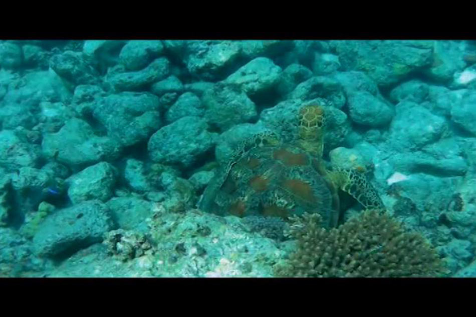 Tingnan Island Hopping Sa San Vicente Palawan Abs Cbn News