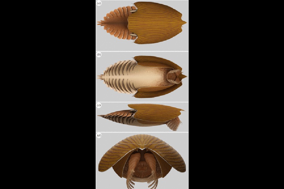 Reconstruction of Titanokorys gainesi. Image credit: Caron & Moysiuk, doi: 10.1098/rsos.210664.