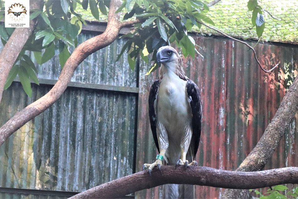 Photo from the Philippine Eagle Foundation Facebook page