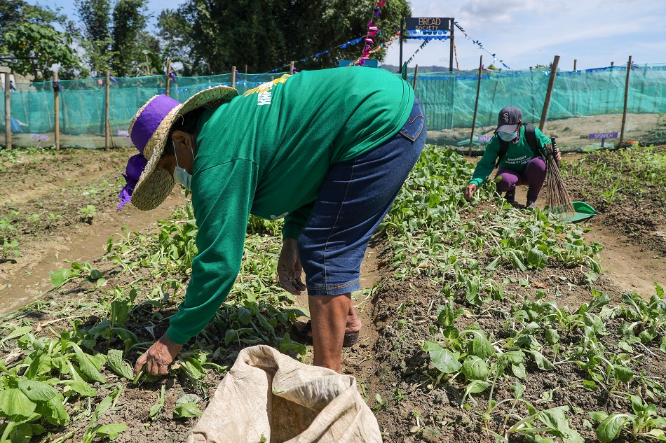 Residents harvest vegetables grown in New Greenland in Barangay Bagong Silangan, Quezon City on February 18, 2021, to cope up with the ill effects of COVID-19 and combat hunger and poverty in the area. Jonathan Cellona, ABS-CBN News/File