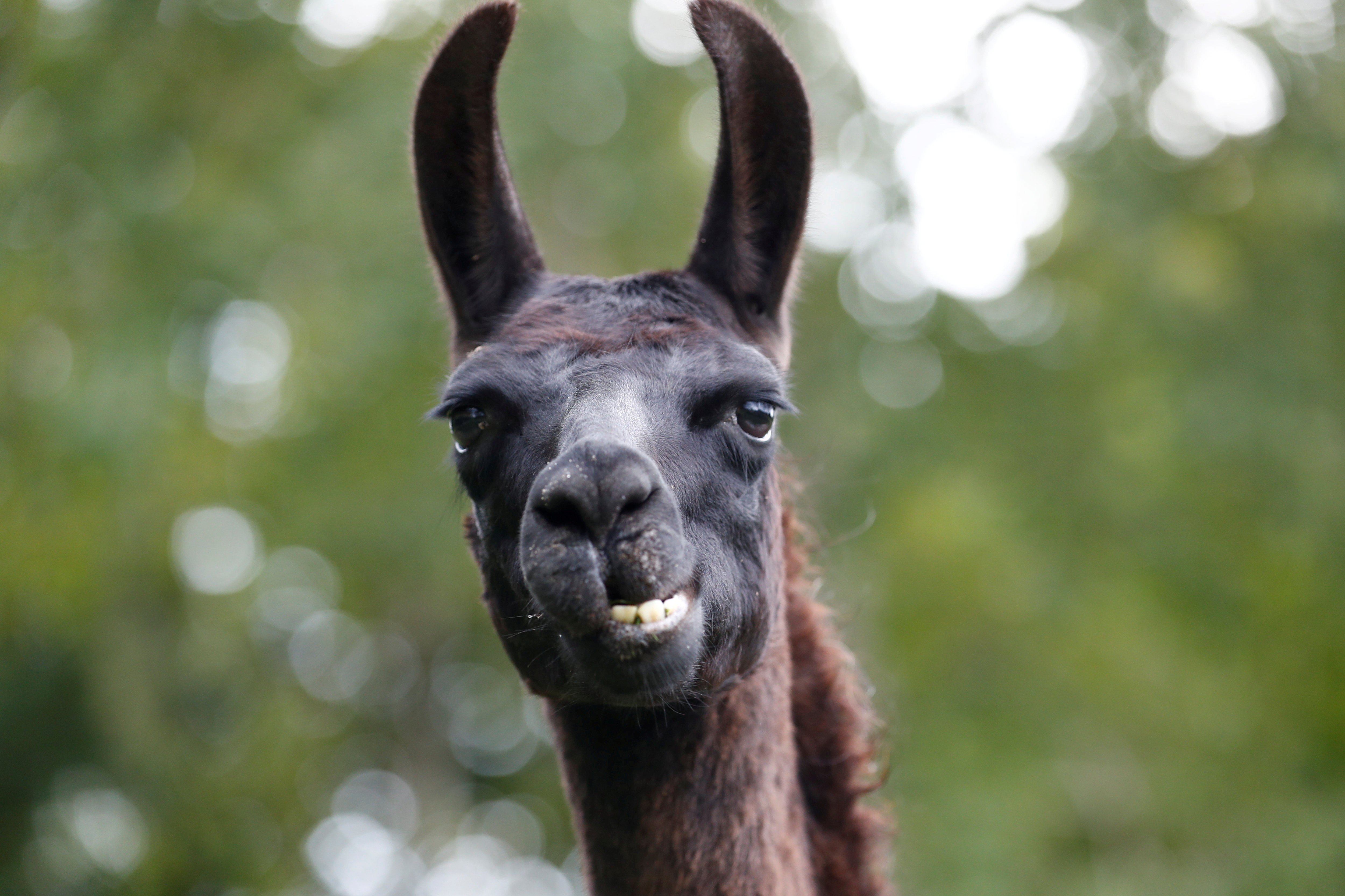 A llama called Winter, whose antibodies were used in the hunt for a treatment for the coronavirus disease (COVID-19), stands in a meadow in Genk, Belgium. Johanna Geron/Reuters/TPX IMAGES OF THE DAY
