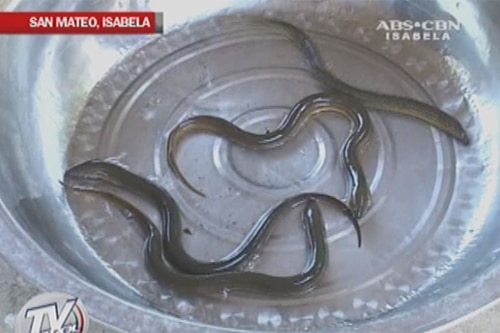 Woman Hurt After European Eel Enters Vagina Abs Cbn News