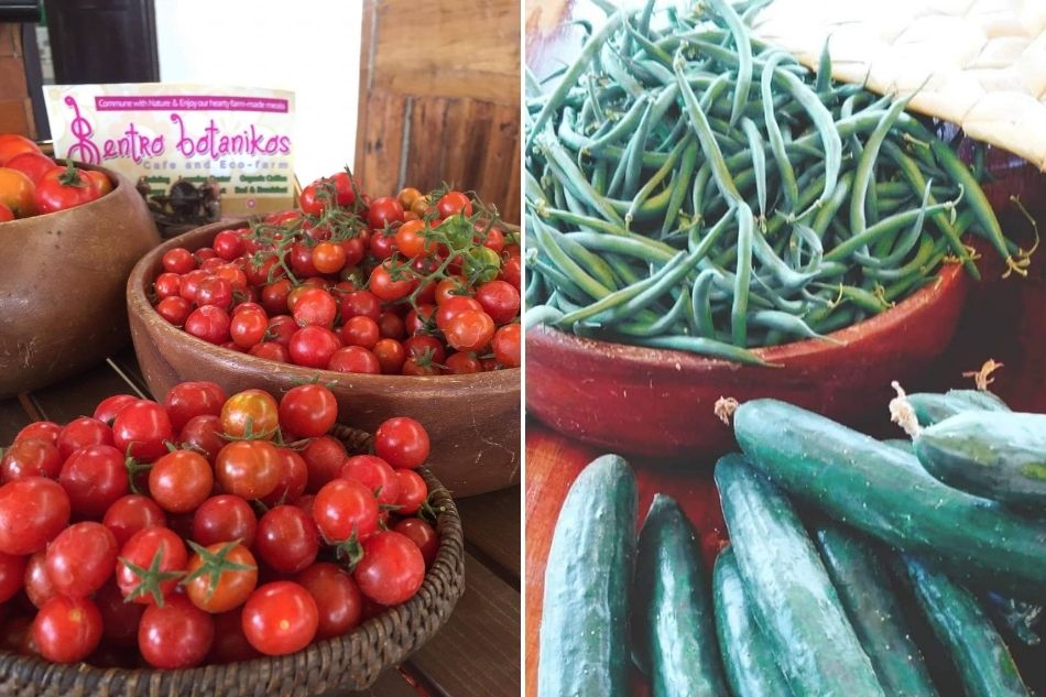 Harvested vegetables at Sentro Botanikos