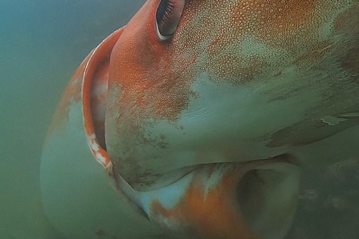 WATCH: Giant squid swims in Japan bay | ABS-CBN News