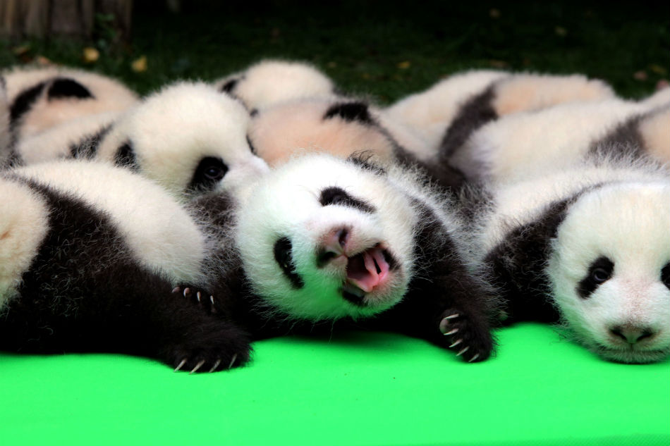 LOOK: Panda cubs make public debut in China | ABS-CBN News