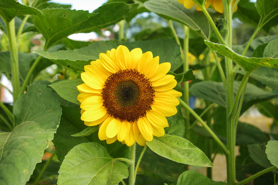 Sunflowers brighten up this Pangasinan town 2