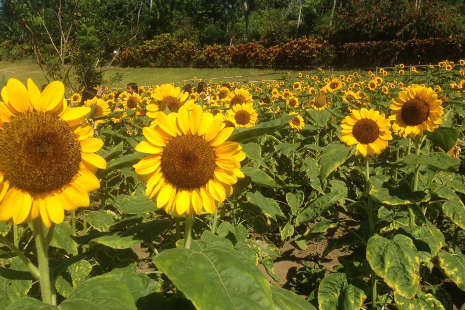 LOOK: Easter at the sunflower field in Ligao, Albay | ABS-CBN News