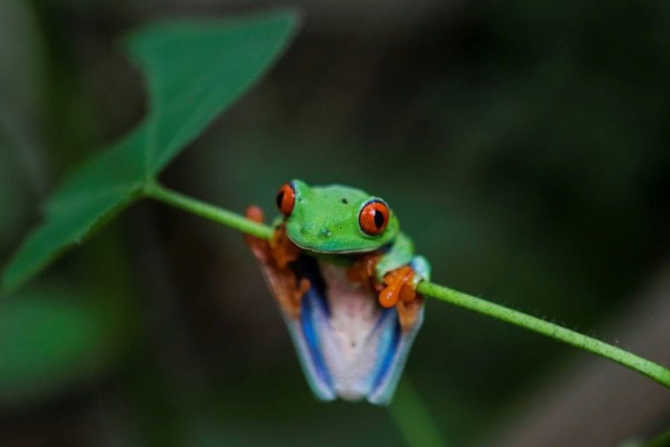 New study reveals how frogs flourished after dinosaurs croaked | ABS ...
