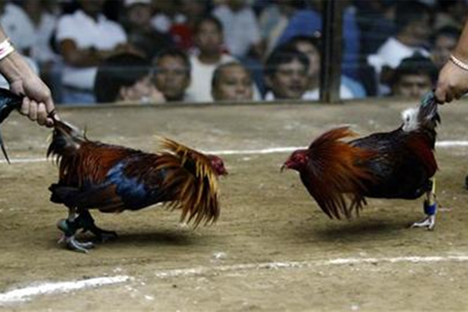 Walang Sabong Cockfighting In Pampanga Suspended Amid Bird Flu