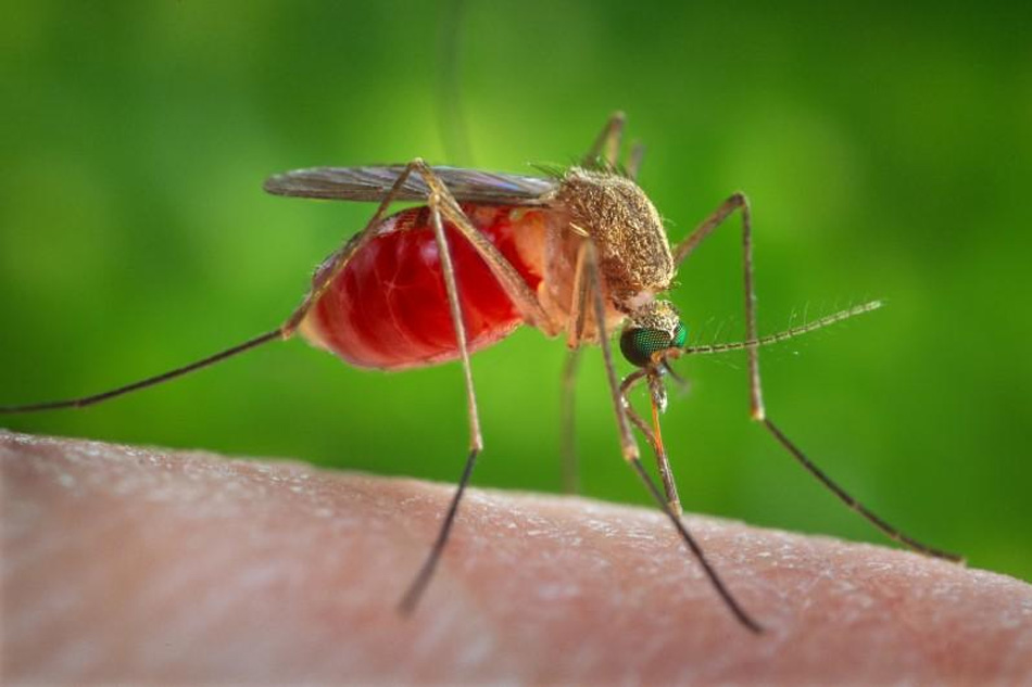 Things You Must Know About Japanese Encephalitis ABS CBN News   Culex Rtr 090417 