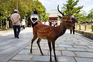 Nara deer have unique genotype