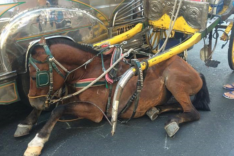 Horse suffers broken leg after being hit by bus in Manila 1