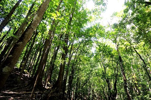 App gamifies tree planting, aims to plant 365,000 trees in Ipo watershed