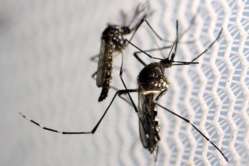 How a vaccine made of mosquito spit could help stop the next epidemic