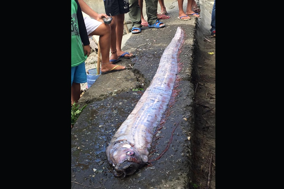 Dambuhalang oarfish nalambat sa Agusan 6