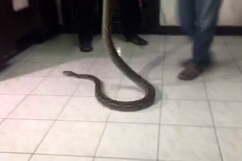 WATCH: 7-foot python caught in Quezon City | ABS-CBN News