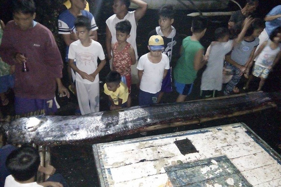 LOOK: Another oarfish found in Southern Leyte; 3rd this year 1