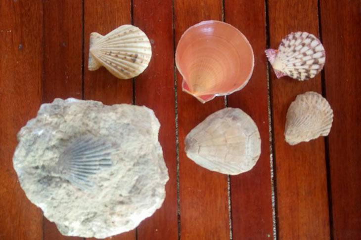 TINGNAN: Mga fossil ng lamang dagat natagpuan sa Puerto Princesa | ABS