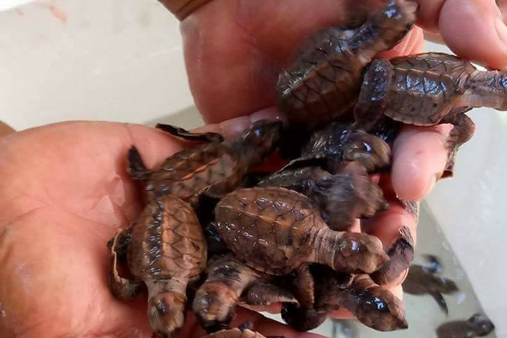 LOOK: Hundreds of baby sea turtles found in Leyte | ABS-CBN News