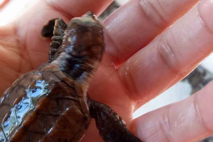 LOOK: Hundreds of baby sea turtles found in Leyte | ABS-CBN News