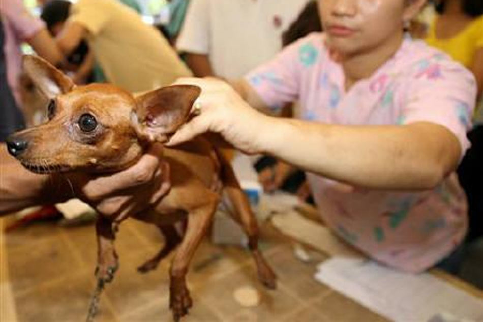 May Rabies Ba Ang Kagat Ng Pusa ALAMIN: Paano makakaiwas sa rabies? | ABS-CBN News