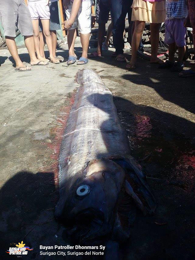 LOOK: Dead oarfish found in Surigao City 1