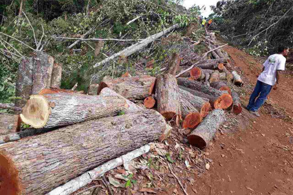 Thousands Of Trees Cut Down In Palawan After Gina Lopez Denr Exit Abs