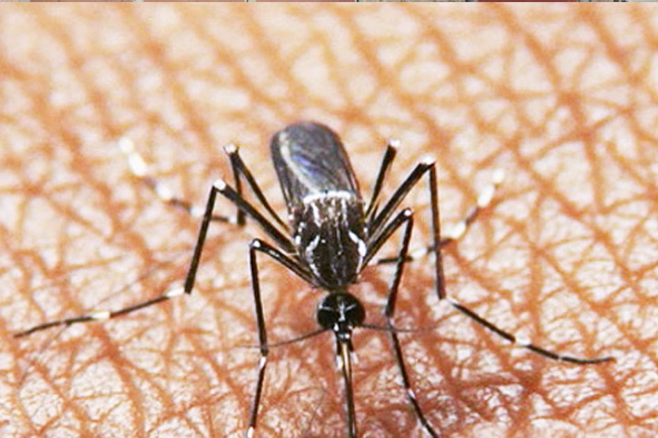 Higit 900 kaso ng dengue naitala sa BARMM ngayong taon