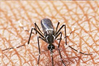 COVID worsens fight vs HIV, TB, malaria: Global Fund