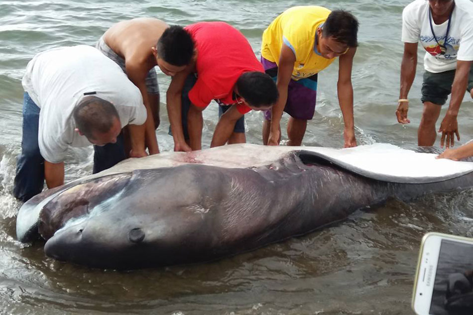 LOOK: Megamouth shark found dead in Southern Leyte | ABS-CBN News