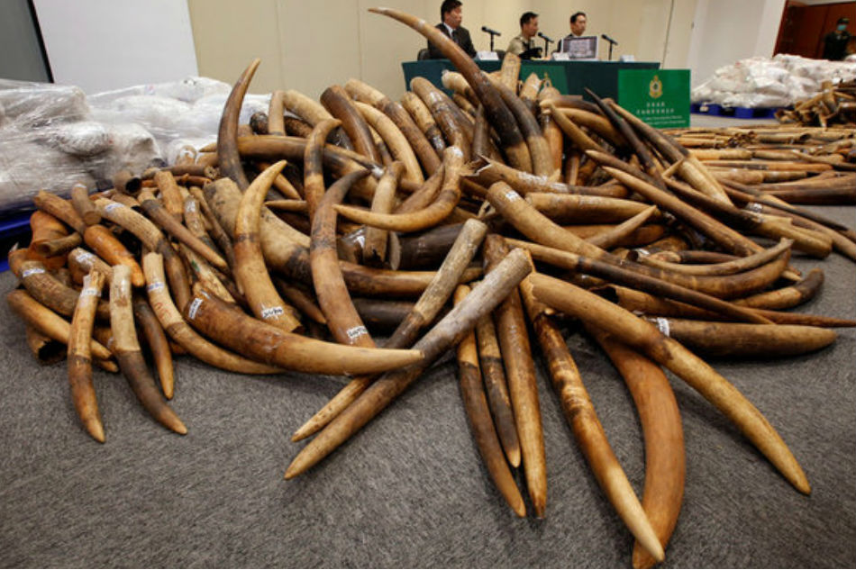 Smugglers jailed as China&#39;s &#39;biggest ever&#39; illegal ivory network smashed 1