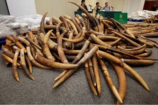 Smugglers jailed as China's 'biggest ever' illegal ivory network smashed