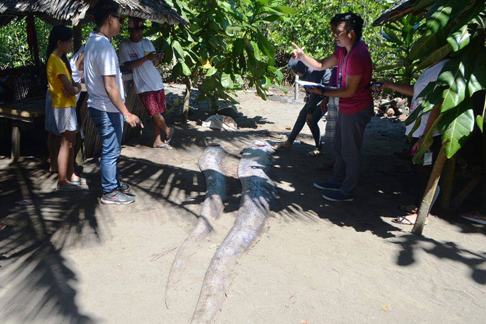 LOOK: 2 oarfishes found in Southern Leyte 1