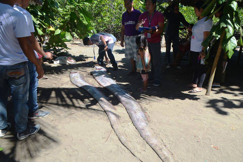 LOOK: 2 oarfishes found in Southern Leyte 2