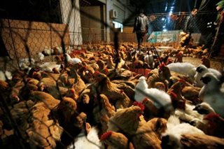 No human-to-human bird flu transmission found in Cambodia