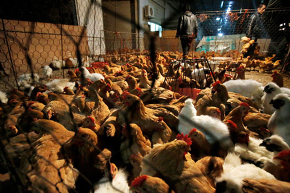 China reports world's first human case of H7N4 bird flu ...