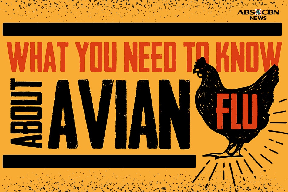 What You Need To Know About Avian Flu | ABS-CBN News