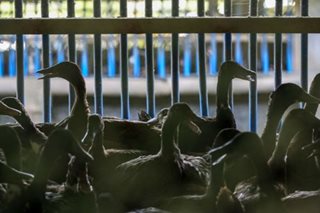 Bagong strain ng bird flu, kontrolado na ayon sa agri dep't 