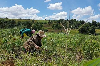 Mga magsasaka may alinlangang magtanim ng palay dahil sa gastos: grupo