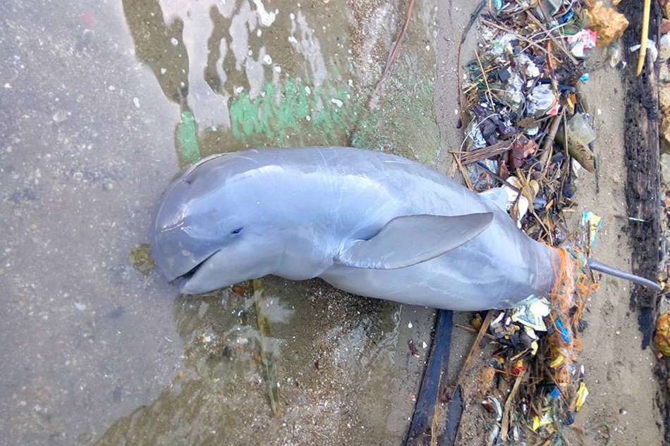 This Irrawaddy dolphin was found dead along the shores of Malampaya Sound in Palawan in 2017. Five years later, another Irrawaddy dolphin was spotted for the first time off Camarines Sur. ABS-CBN News/file