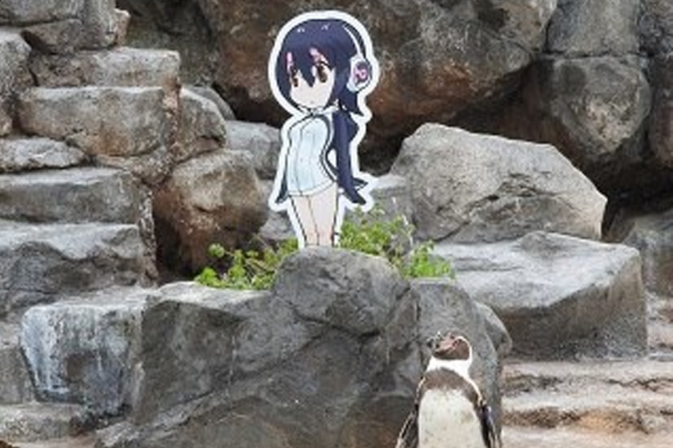 Japan zoo mourns death of love-struck penguin | ABS-CBN News