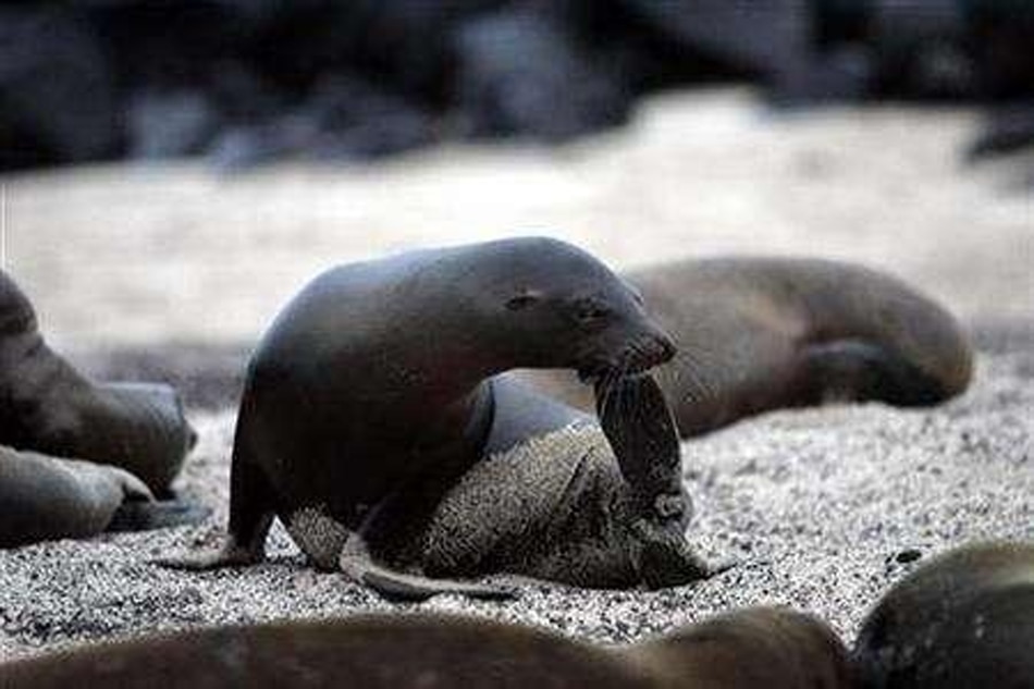 Ouch! Sea lions attack swimmers in San Francisco Bay | ABS-CBN News