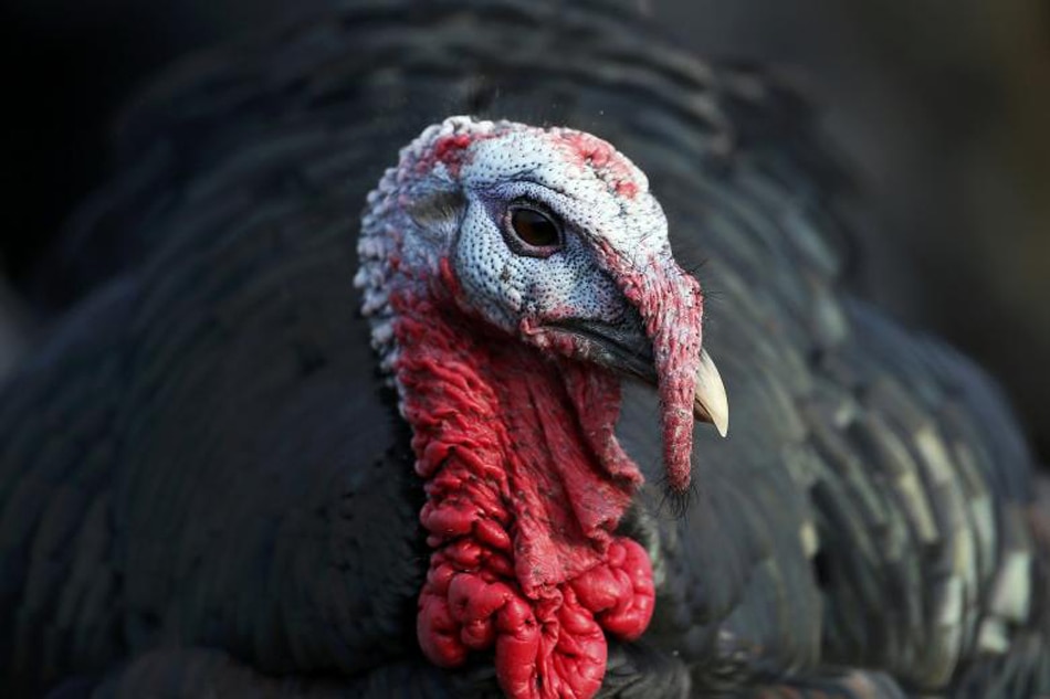 New bird flu virus type confirmed on German turkey farm