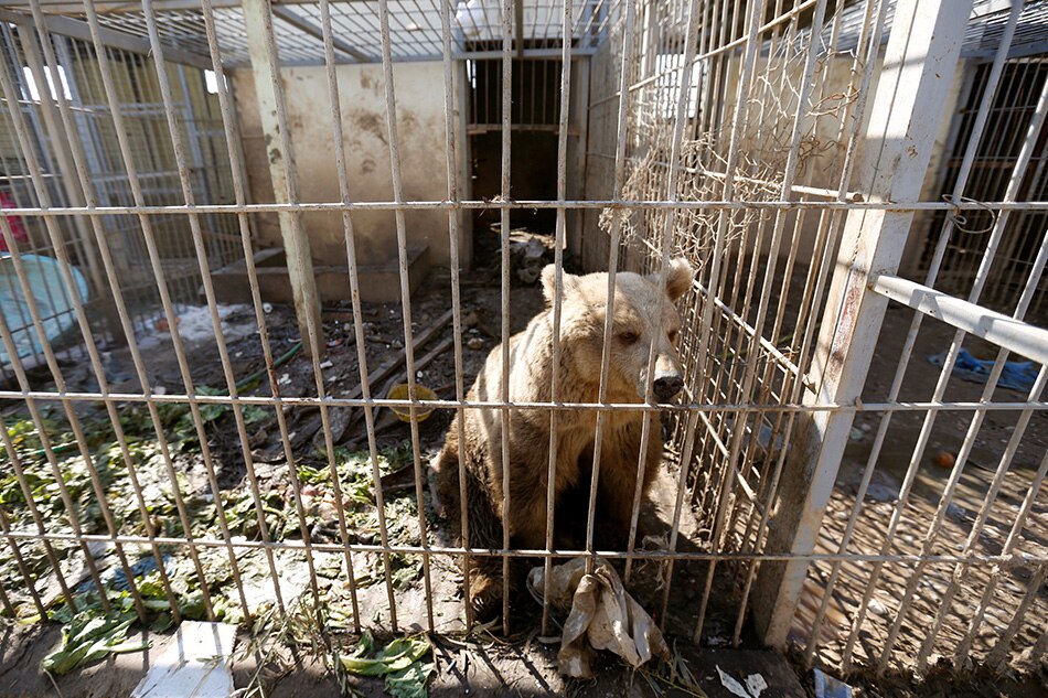 Mosul zoo lion and bear flown out of Iraq | ABS-CBN News
