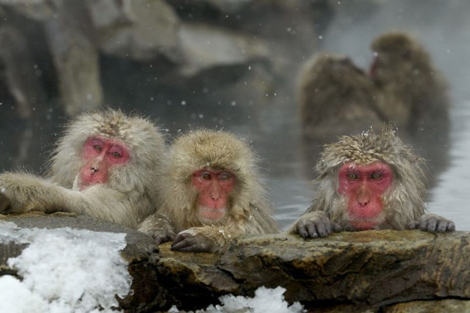 Japan zoo culls 57 monkeys carrying 'invasive' genes | ABS-CBN News