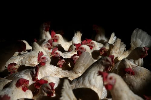 Gobyerno bantay-sarado laban sa pagpasok ng AH5N8 bird flu virus sa bansa