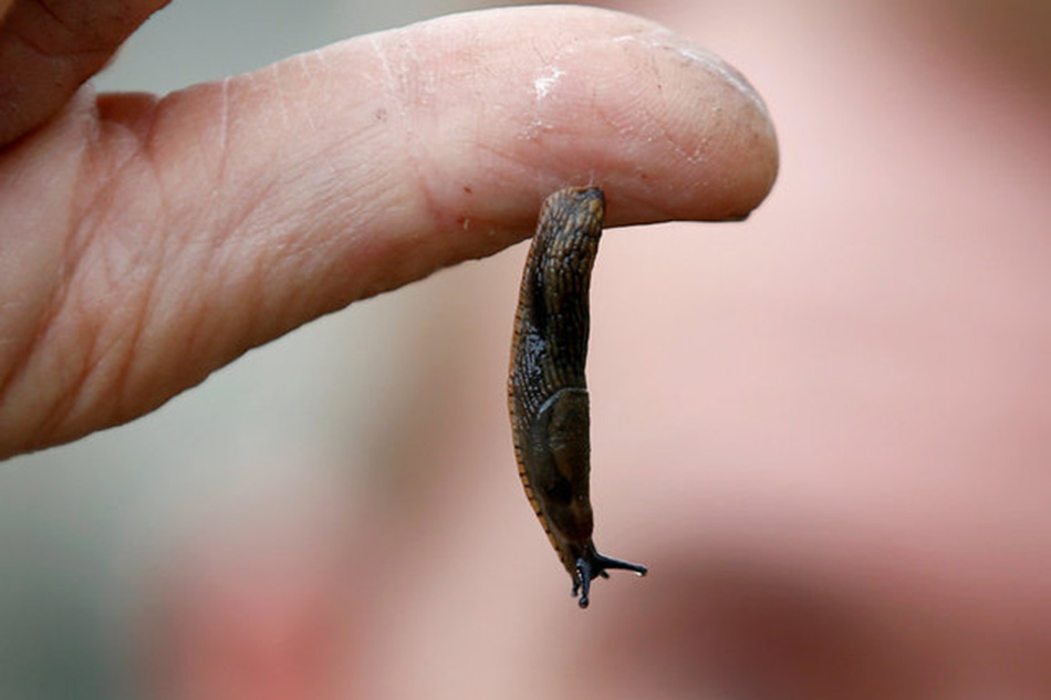 Slug Slime Inspires New Kind Of Surgical Glue Abs Cbn News 