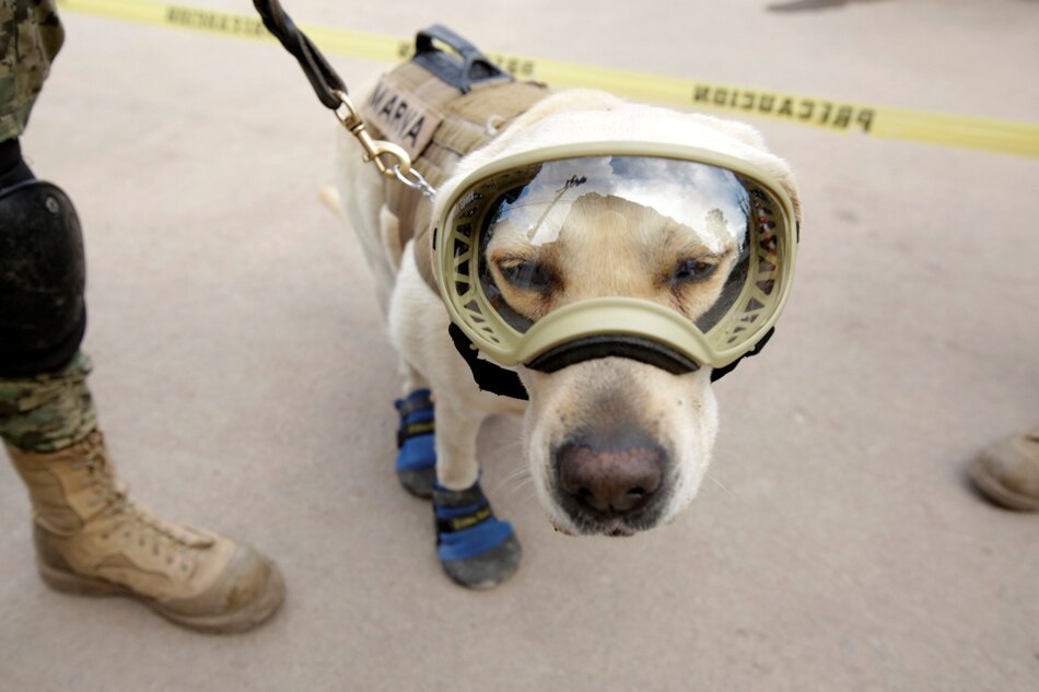 Frida The Rescue Dog Emerges As Hero Of Mexican Earthquake | ABS-CBN News